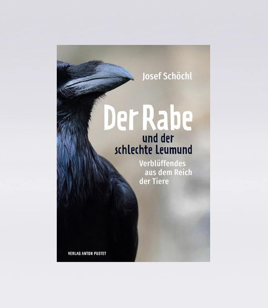 Der Rabe und der schlechte Leumund